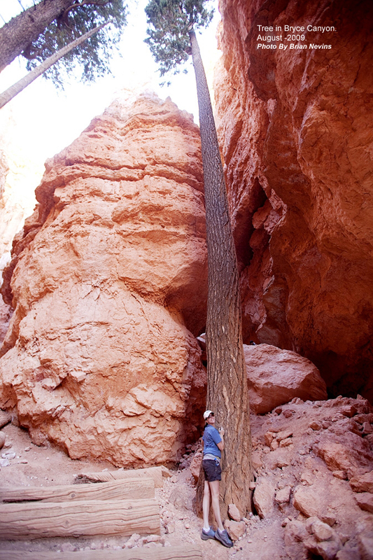 Nevins Bryce Canyon 5