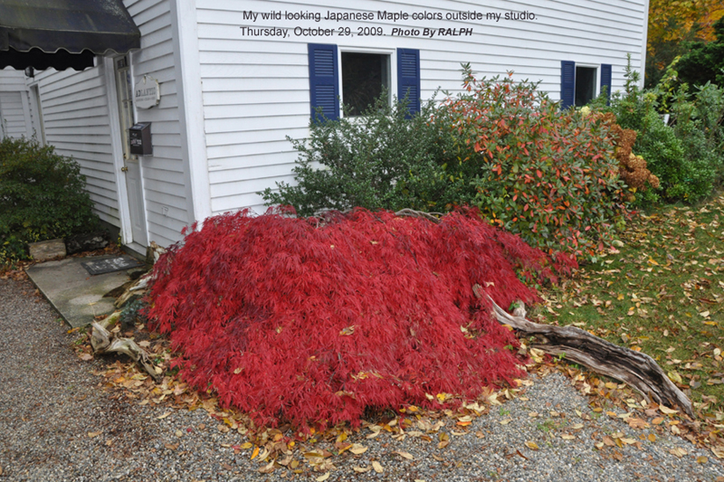 Foliage October 29-2009 1