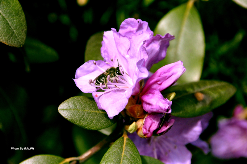 Good Friday Flowers April 6th 2012 Azalea Bee