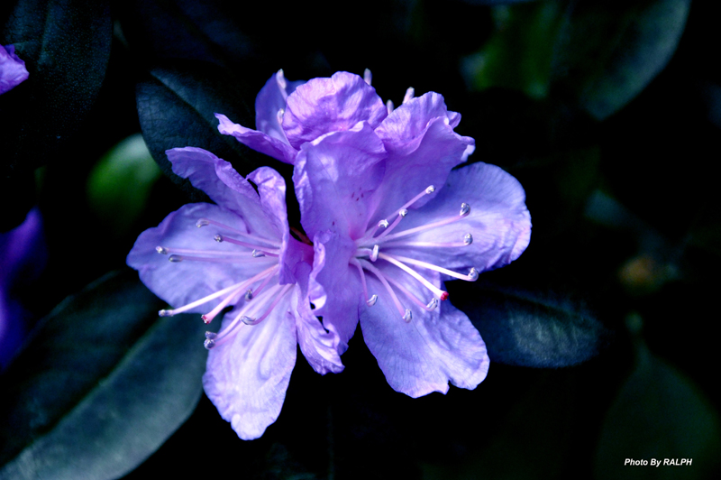Good Friday Flowers April 6th 2012 Azalea Bloom