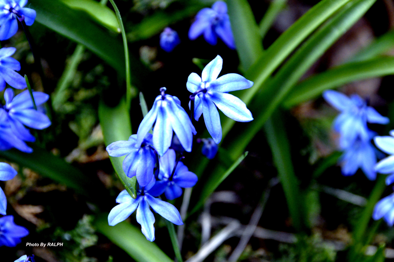 Good Friday Flowers April 6th 2012 Blue Violets
