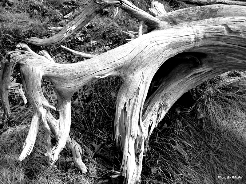 Good Friday Flowers April 6th 2012 Driftwood