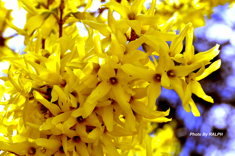 Good Friday Flowers April 6th 2012 Forsythias