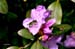 Good Friday Flowers April 6th 2012 Azalea Bee