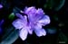 Good Friday Flowers April 6th 2012 Azalea Bloom