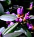 Good Friday Flowers April 6th 2012 Azaleas