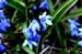 Good Friday Flowers April 6th 2012 Blue Violets