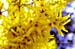 Good Friday Flowers April 6th 2012 Forsythias