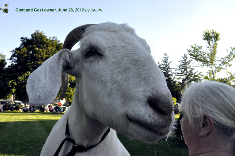 Goat June 28-2012